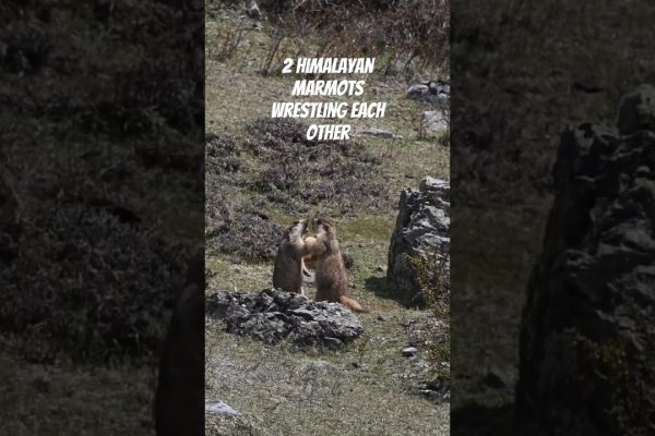 Himalayan Marmots Wrestling in Manaslu near Larkya La Pass |Travel Guide to Manaslu Circuit Trek