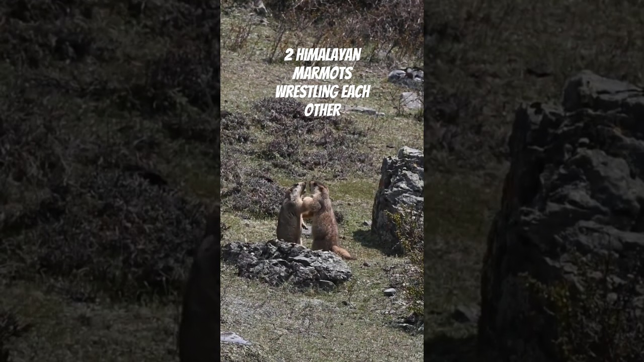 Himalayan Marmots Wrestling in Manaslu near Larkya La Pass |Travel Guide to Manaslu Circuit Trek